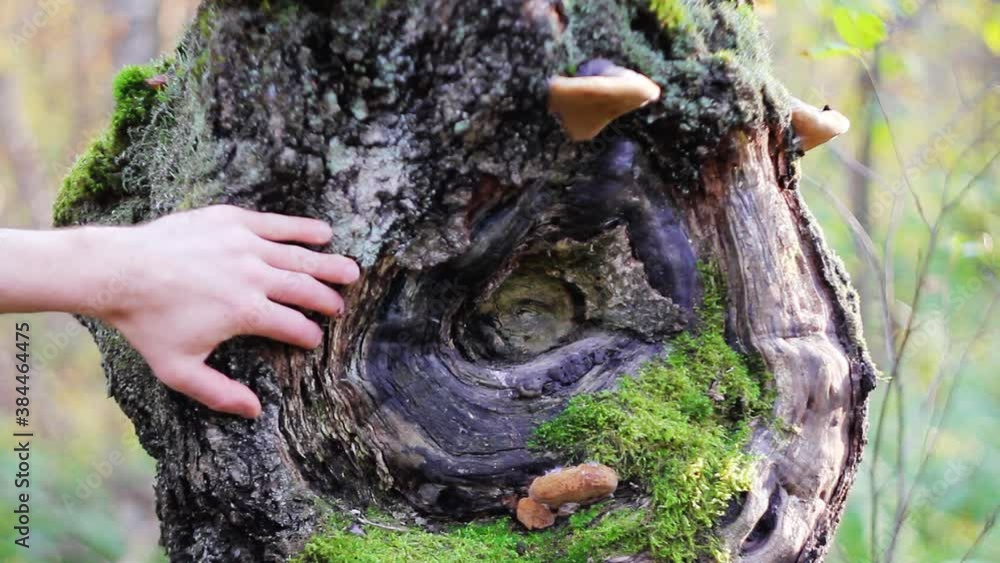 A Man Touching Tree In The Summer Forest, Close Up Shot, Sunny Day A Man Touching Tree In The Summer Forest, Close Up Shot, Sunny Day