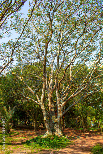 árvores do parque da  luz, florianópolis, florianopolis, santa catarina, brasil, © Fotos GE