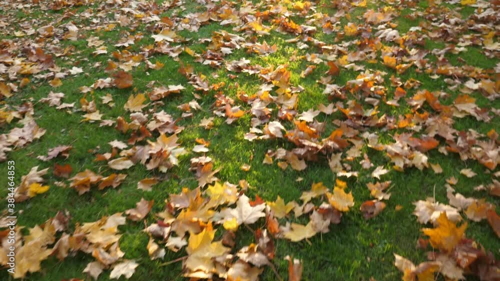Maple leaves on green grass at autumn park. Fall nature. Nobody Maple leaves on green grass at autumn park. Fall nature. Nobody