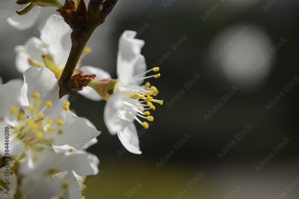 Obraz premium Cherry tree flowers 벚나무 꽃