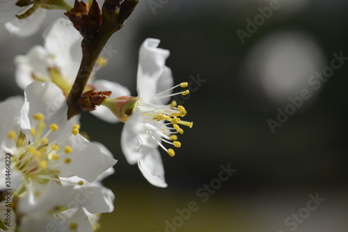 Cherry tree flowers 벚나무 꽃