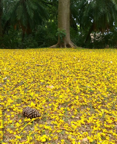 Yellow flowers on the ground photo