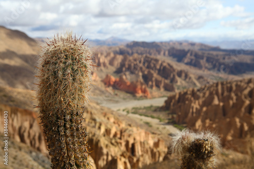 Cactus at Quebrada de Palala in Bolivia photo