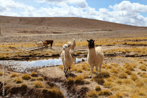 Llamas stand near a pool of water near Salar de Uyuni in Bolivia