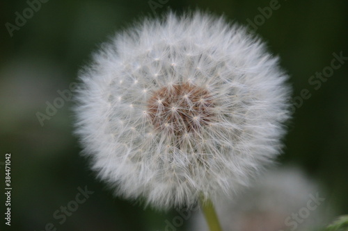 Pusteblume