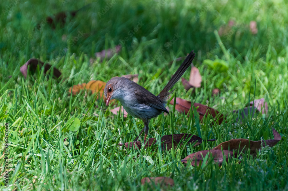 Female Superb Fairywren in the grass Female Superb Fairywren in the grass