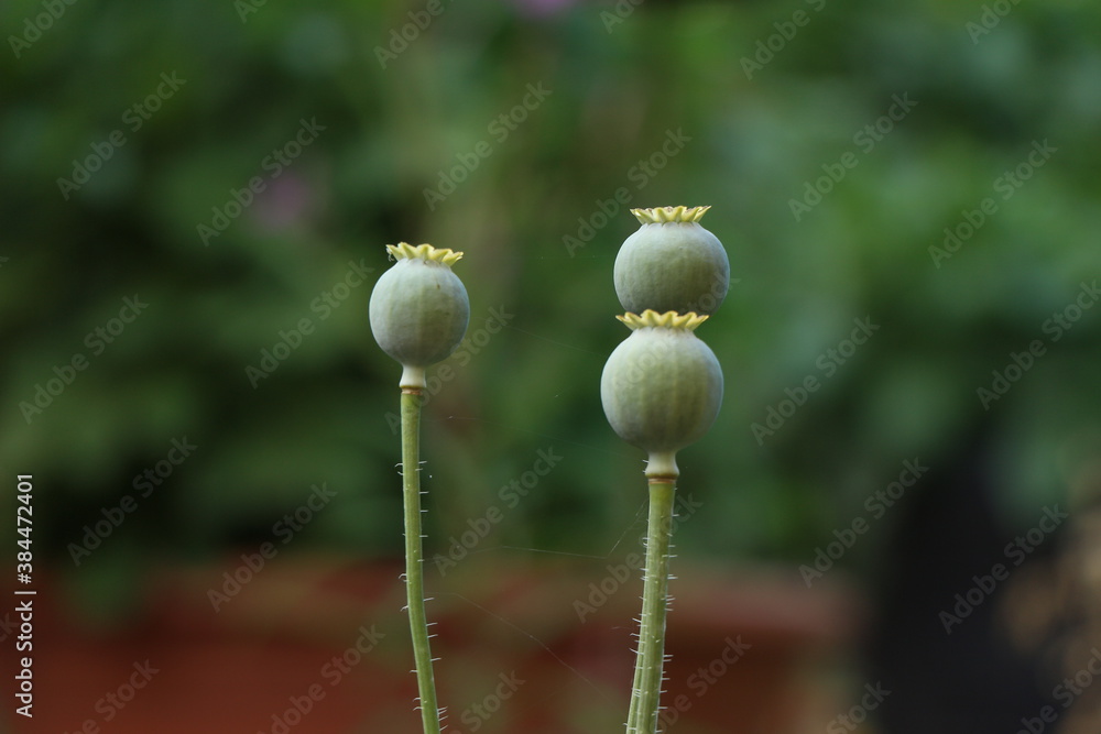 Mohn Mohn