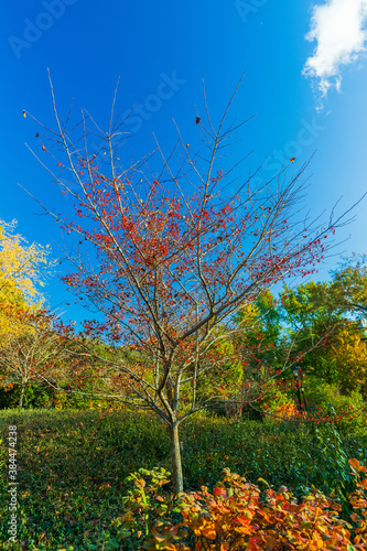 Fototapeta Naklejka Na Ścianę i Meble -  Fall in Central Park