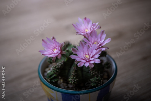 Wallpaper Mural Beautiful blooming cactus flower,vintage tone Torontodigital.ca