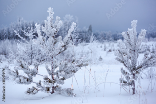 two small pines in the snow against the backdrop of winter forest and cloudy sky