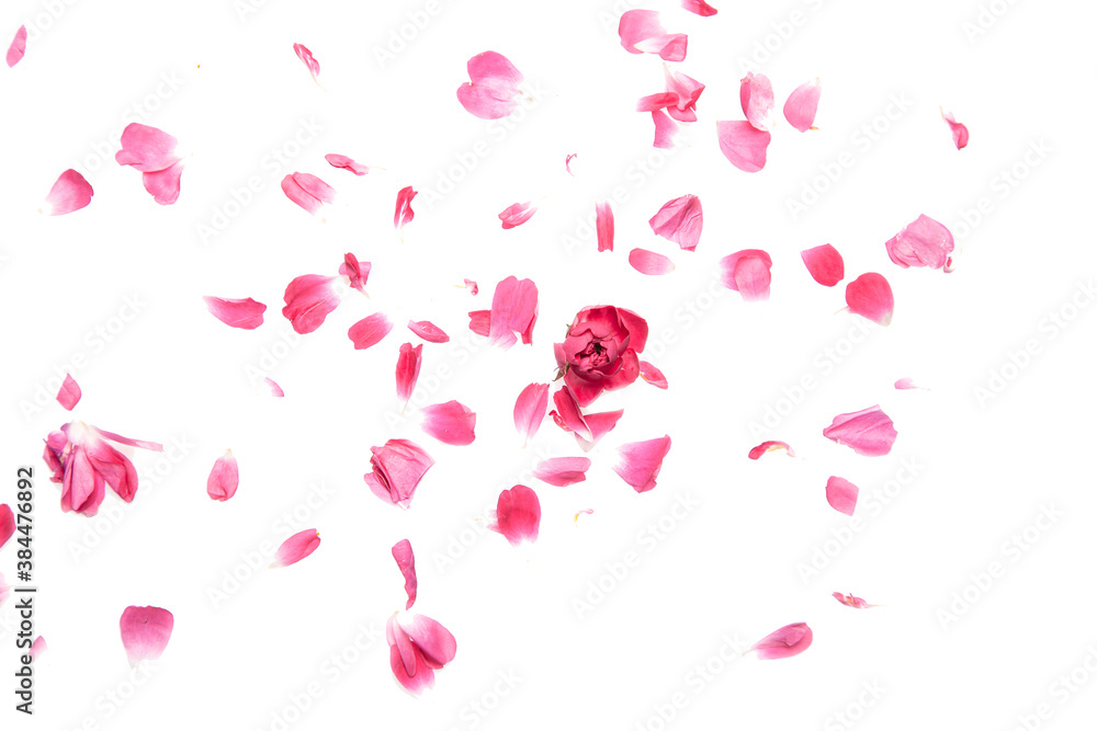 Pink roses flower head and petals isolated on white decorative romantic wedding card background