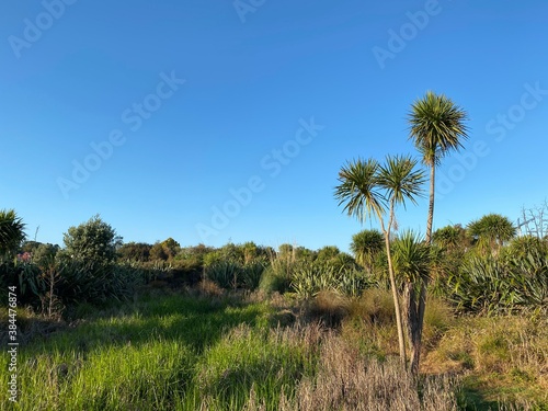 Photo of Cabbage Tree Ti Kouka or Cordyline Australis a Distinctive Tree in the New Zealand Landscape
