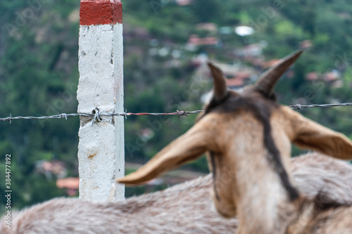 goat on a fence