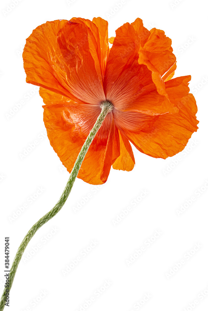 Red flower of poppy, lat. Papaver, isolated on white background Red flower of poppy, lat. Papaver, isolated on white background