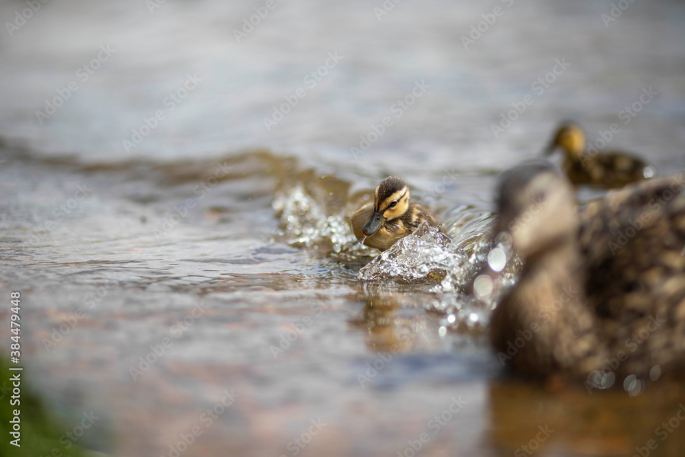 Fototapeta premium baby duck riding the waves