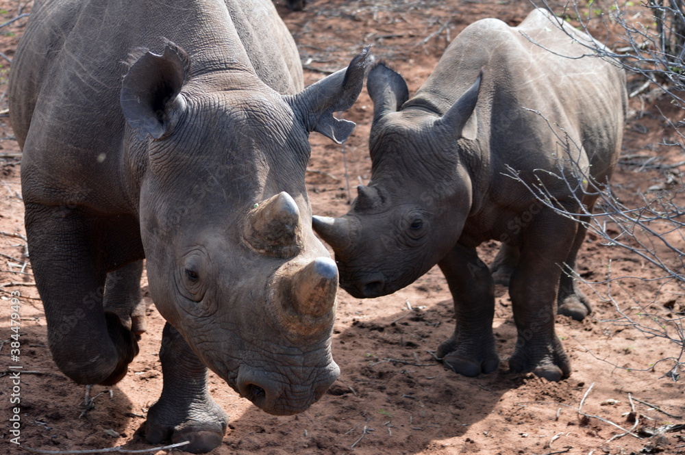 Naklejka premium rhino in the wild