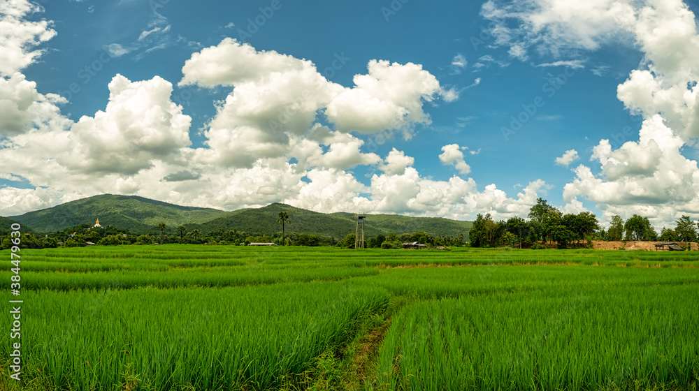 The beauty of nature in the rice field. Paddy field landscape.