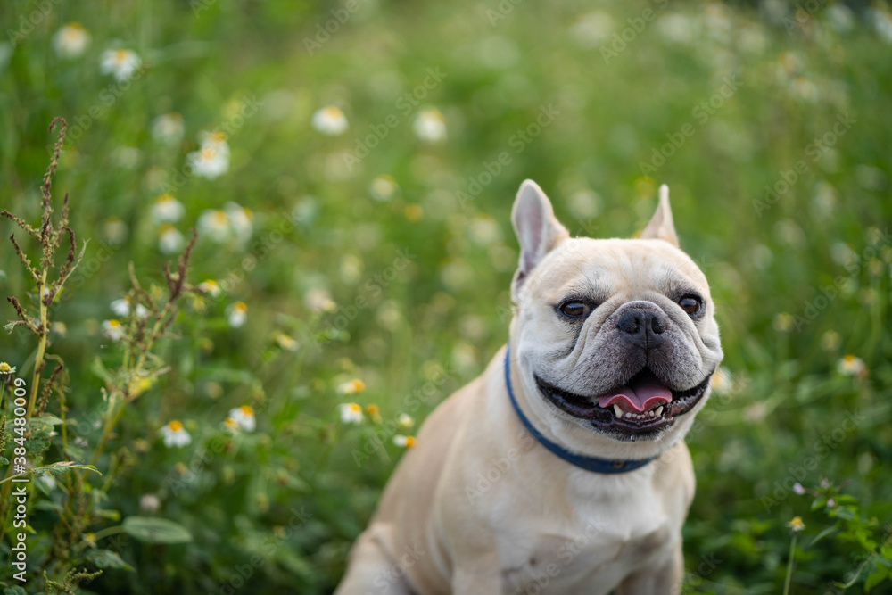Obraz premium Cute french bulldog sitting at white flower field.