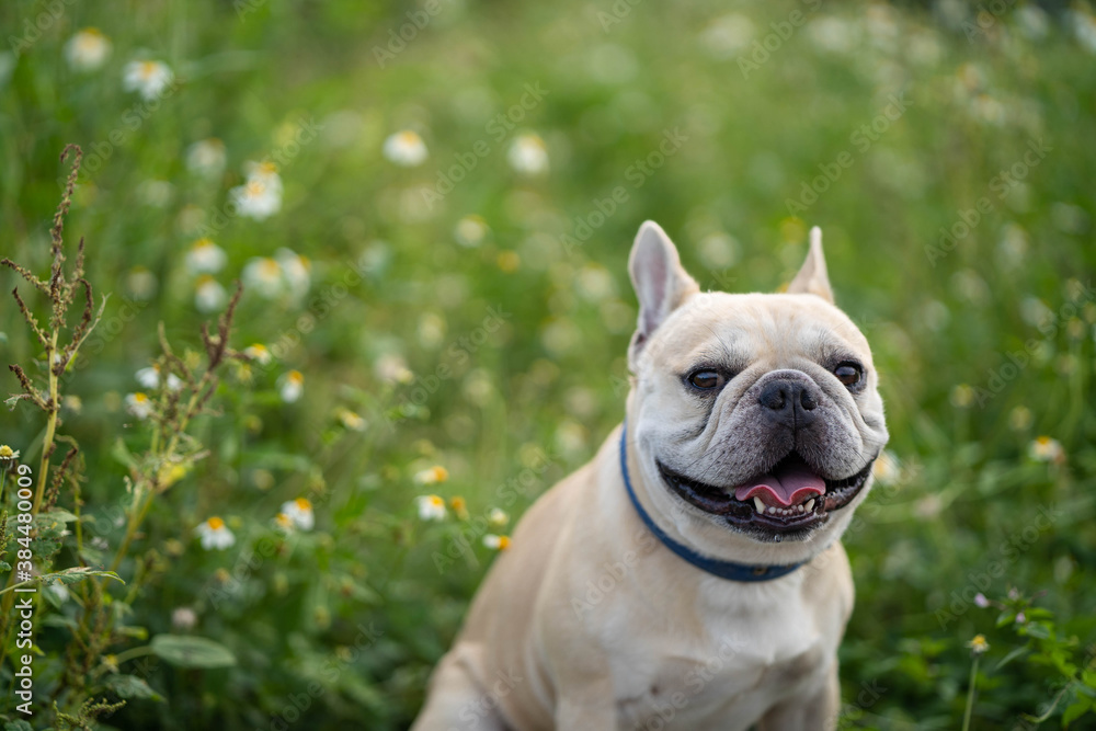 Cute french bulldog sitting at white flower field.