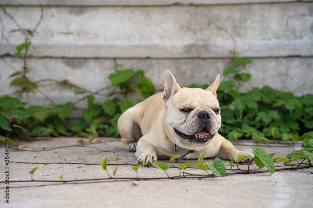 French bulldog lying at road against concrete wall background.