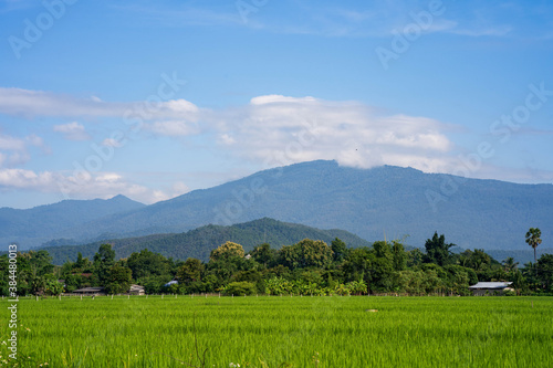 Green rice paddy field against mountain scape background.