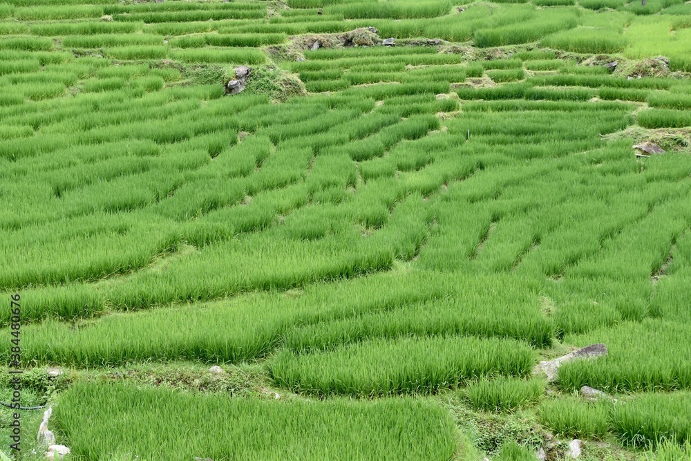 Mountainside Rice Terraces with Tall Grass in Summer, Sa Pa, Vietnam 4