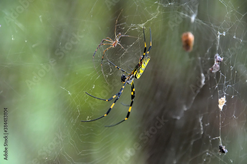 Wallpaper Mural 雌と雄が向かい合っているジョロウグモ Torontodigital.ca
