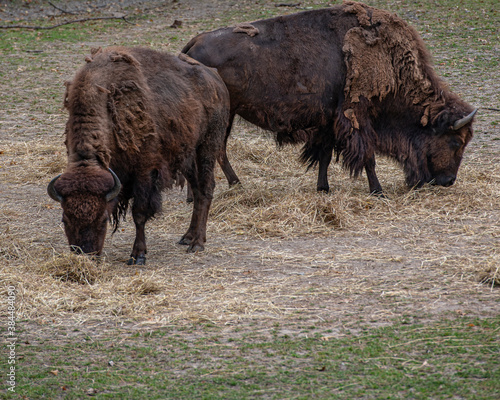 Brown Shaggy Fur on a Pair of American Bison © dan