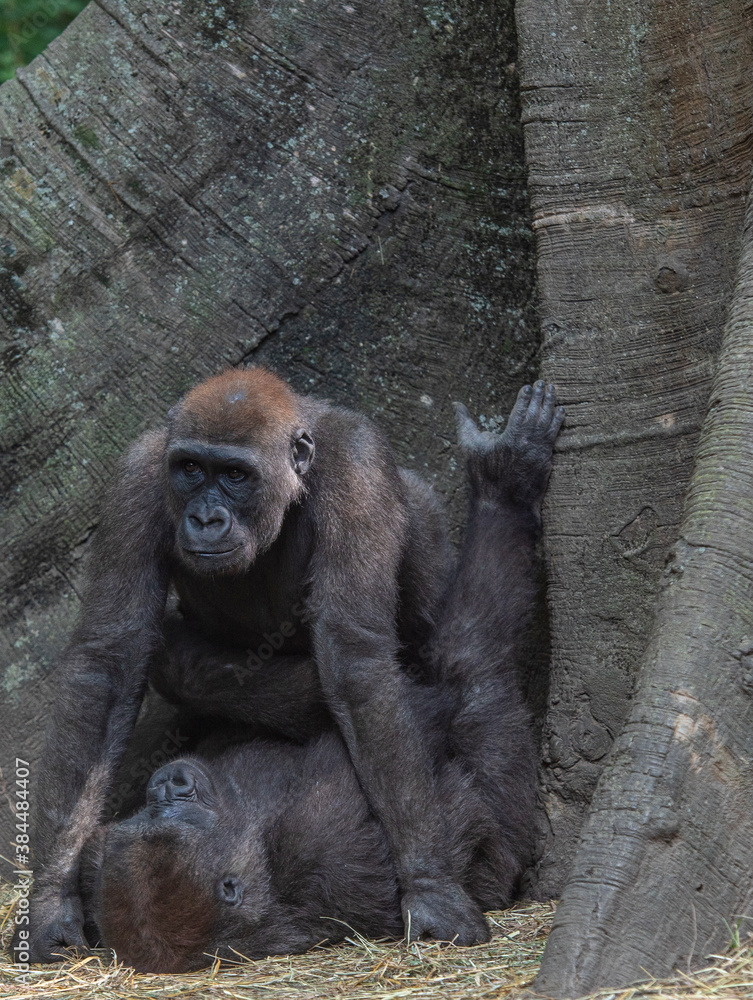 Orange and Grey Fur on a Mountain Gorilla at the  Foot of a Tree