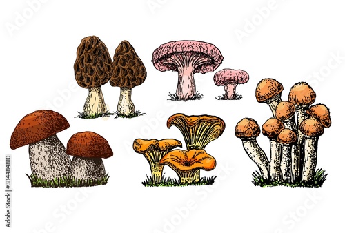 Hand drawn mushrooms. Colorful sketch various edible mushroom boletus, morels, mushrooms, chanterelles, vegan product vector set. Vegetarian ingredient for cooking, organic food