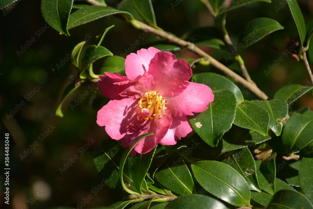 Red camellia blossoms with yellow stamens in sunny day in the garden Red camellia blossoms with yellow stamens in sunny day in the garden