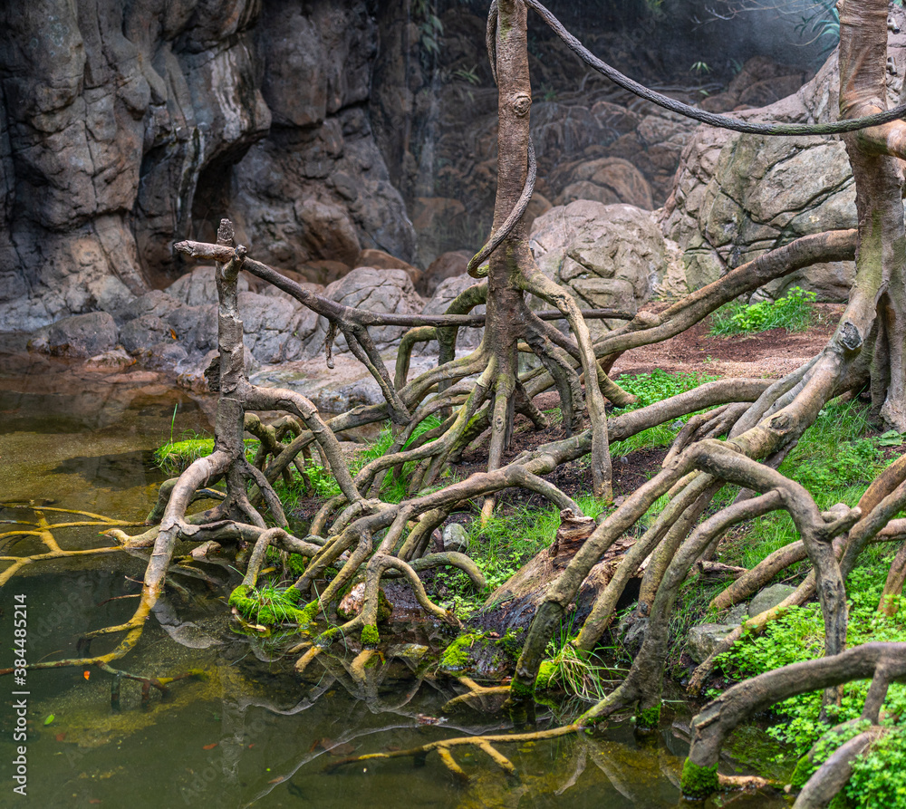 Tree Trunks and Roots at the Water's Edge