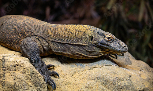 Komodo Dragon on a Rock