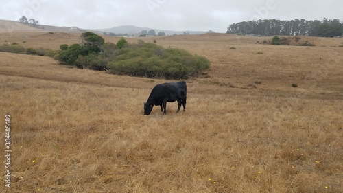 black cow grazing in a field under a cloudy sky