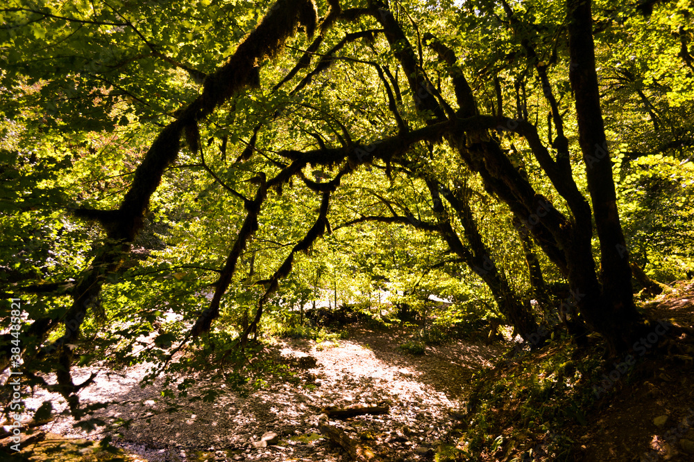 Naklejka premium Fairy forest. Trees overgrown with moss.