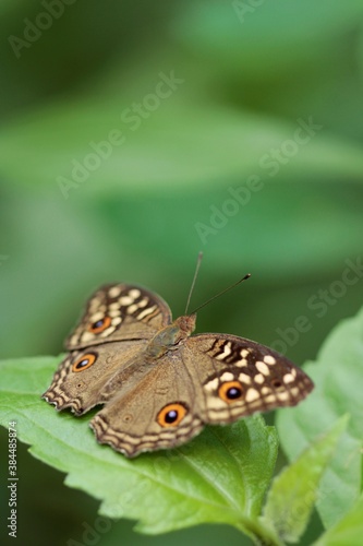 butterfly on leaf 2