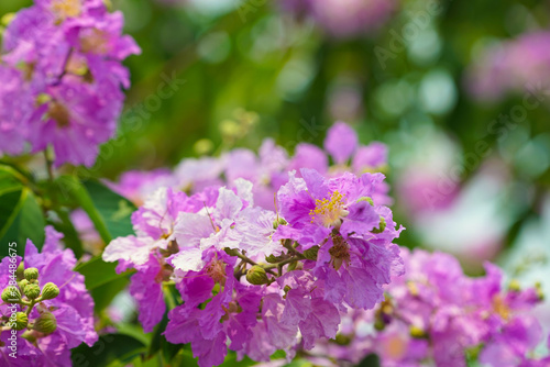 Lagerstroemia loudonii flower or Lagerstroemia floribunda. Beautiful blooming pink-purplish-white blooming flowers on the against the bright morning © somchai