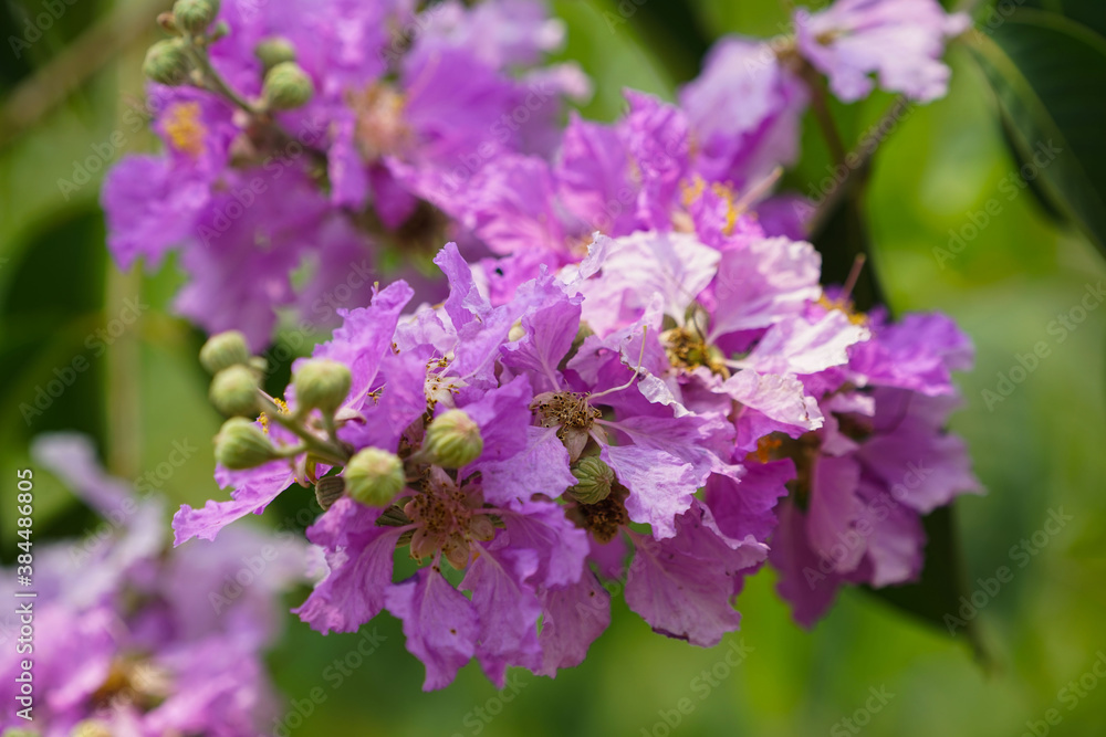 Lagerstroemia loudonii flower or Lagerstroemia floribunda. Beautiful blooming pink-purplish-white blooming flowers on the against the bright morning Lagerstroemia loudonii flower or Lagerstroemia floribunda. Beautiful blooming pink-purplish-white blooming flowers on the against the bright morning