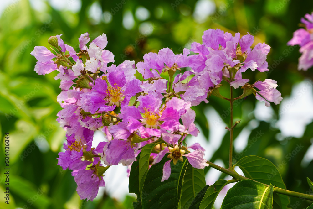 Lagerstroemia loudonii flower or Lagerstroemia floribunda. Beautiful blooming pink-purplish-white blooming flowers on the against the bright morning Lagerstroemia loudonii flower or Lagerstroemia floribunda. Beautiful blooming pink-purplish-white blooming flowers on the against the bright morning