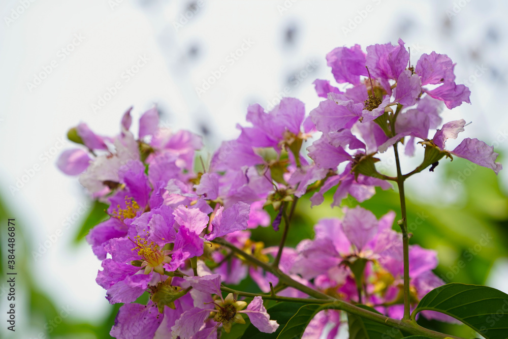 Lagerstroemia loudonii flower or Lagerstroemia floribunda. Beautiful blooming pink-purplish-white blooming flowers on the against the bright morning