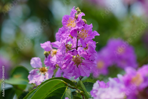 Lagerstroemia loudonii flower or Lagerstroemia floribunda. Beautiful blooming pink-purplish-white blooming flowers on the against the bright morning