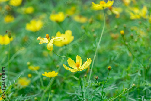 美しい秋の花