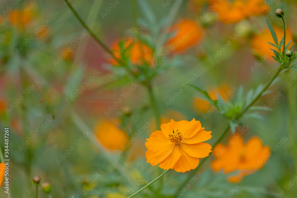 美しい秋の花 美しい秋の花