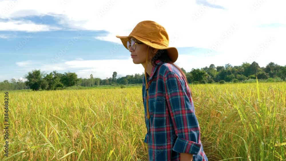 Female farmer using digital tablet computer in paddy field in modern smart farming concept, handheld footage. Female farmer using digital tablet computer in paddy field in modern smart farming concept, handheld footage.
