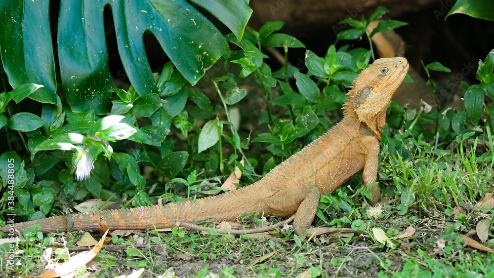 Fototapeta premium Water Dragon