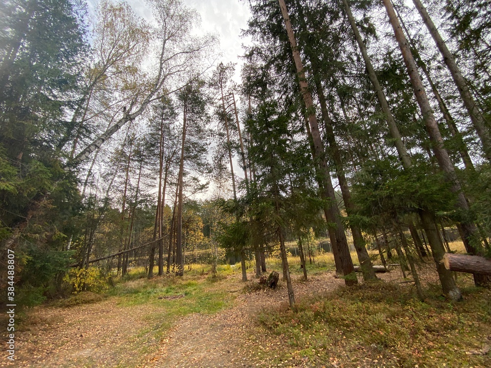 Fototapeta premium trees in the park