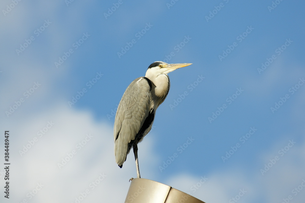 Gray heron on the Streetlamp against the Sky