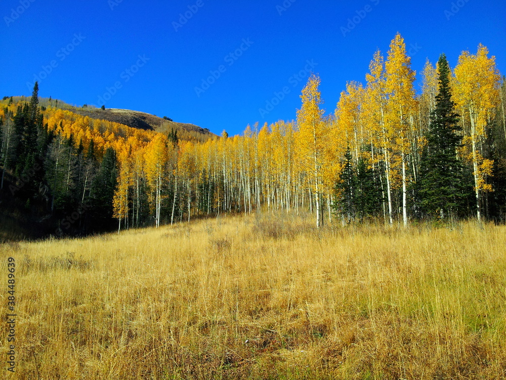 Aspens in peak fall foliage on the Little Water Trail in Millcreek Canyon, Wasatch-Cache National Forest, Utah