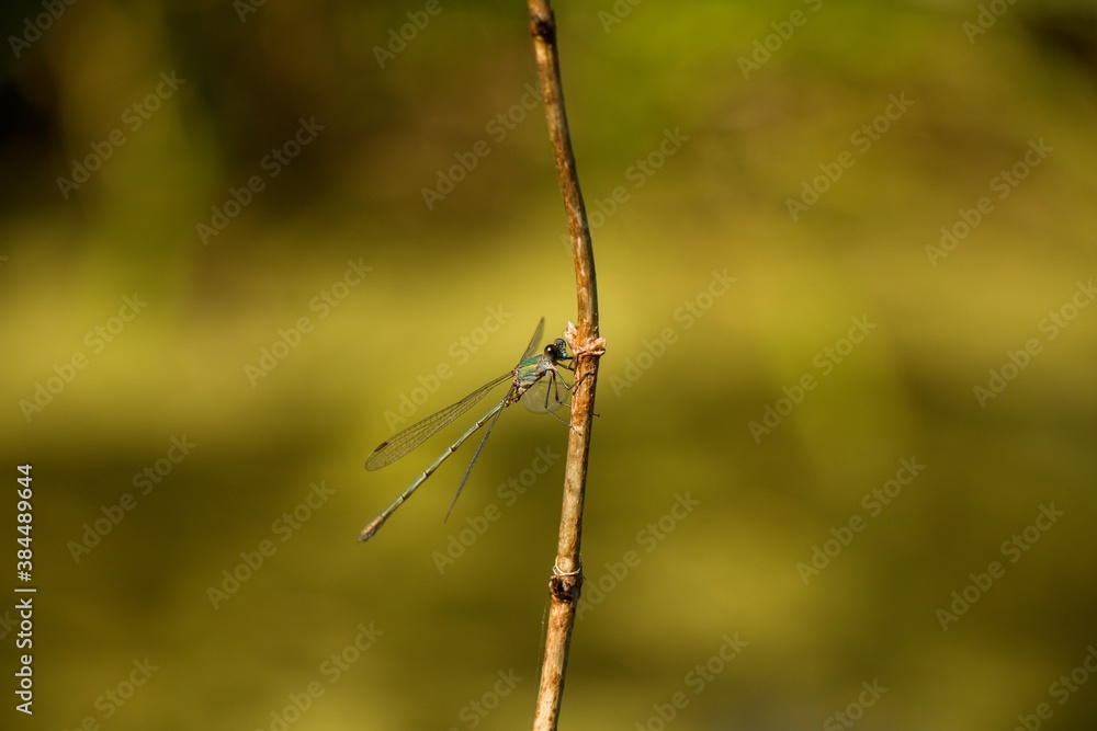 Dragonfly in the nature. Dragonfly in the nature habitat. Beautiful photo of dragonfly on blade, stem near to pond on sunny day