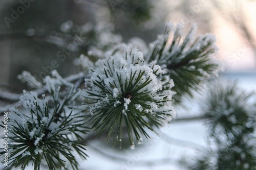 A delicate close up of pine branch and needles with fluffy snow flakes on them. 